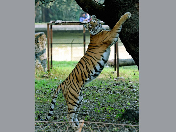 Royal Bengal Tiger at Alipore Zoo