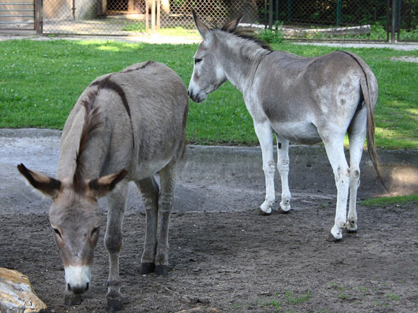 When Karnataka politician honoured Donkeys for their hard work, loyalty and obedience. When Karnataka politician honoured Donkeys for their hard work, loyalty and obedience.