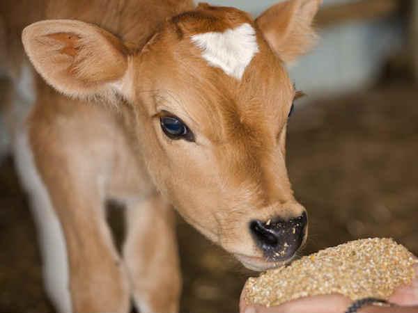 cattle cattle