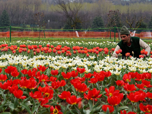 A gardener working in the Asia's largest Tulip garden