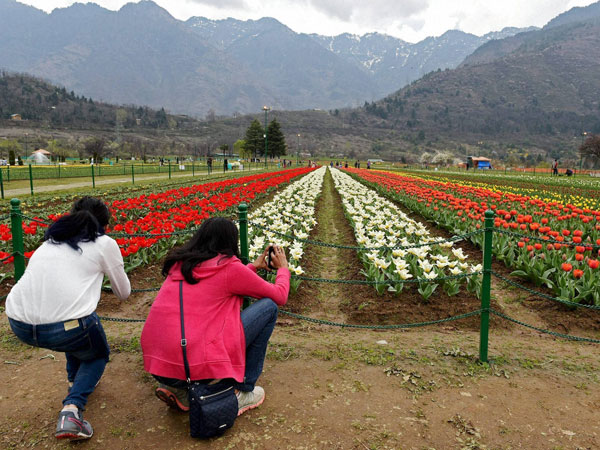 Girls click pictures in the Asia's largest Tulip garden