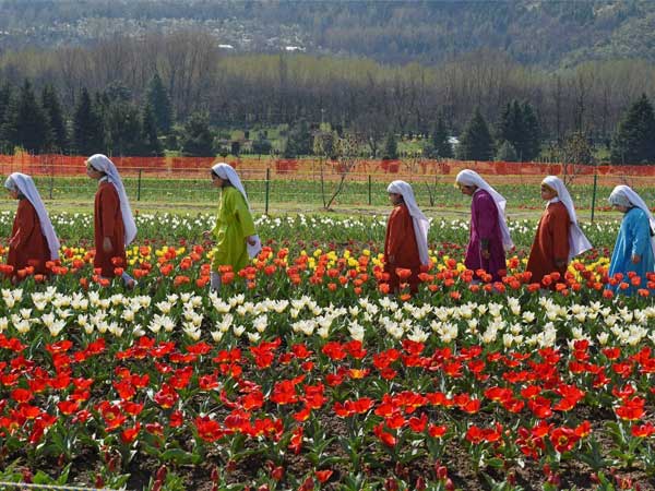 Girls in traditional Kashmiri attire enjoy full blooms