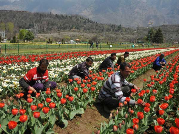 In Srinagar