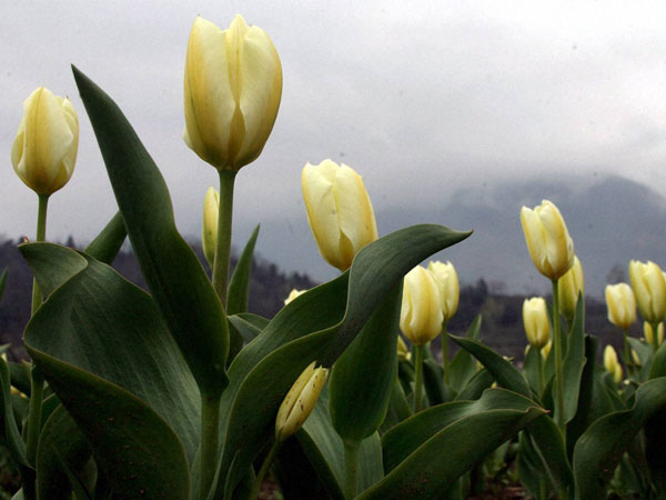 A view of fully bloomed Tulips