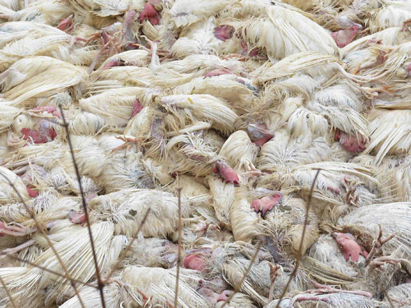 Bird flu scare hits Hyderabad