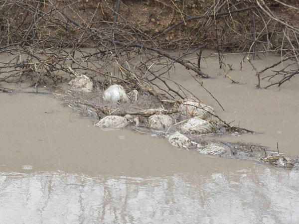 Bird Flu scare hits Hyderabad