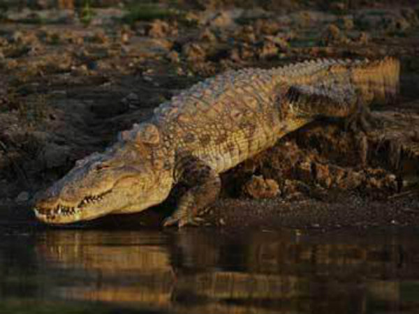 crocodile crocodile