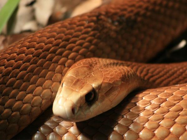 Snake Snake