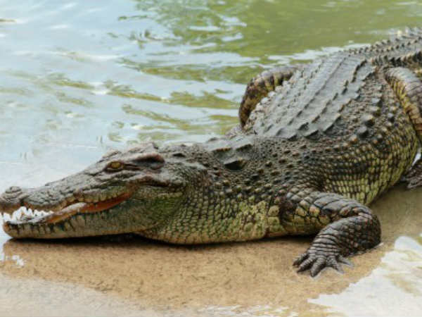 crocodile crocodile