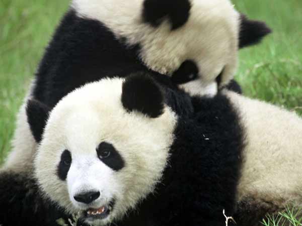 pandas pandas