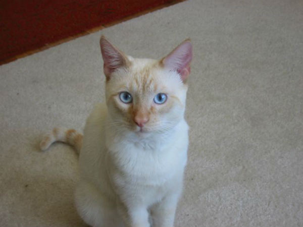 Cat Cat