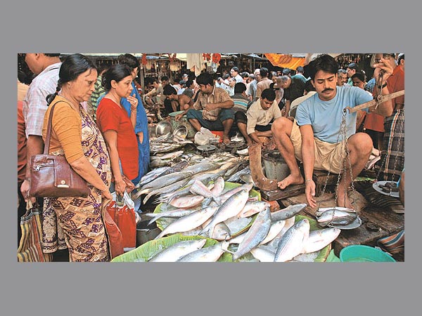 Ilish Fish Ilish Fish