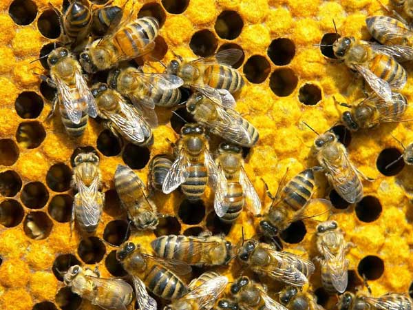 Honeybees Honeybees