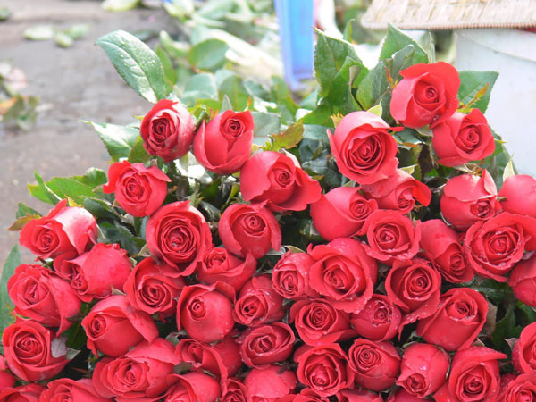 Pak says no to Valentine's Day Pak says no to Valentine's Day