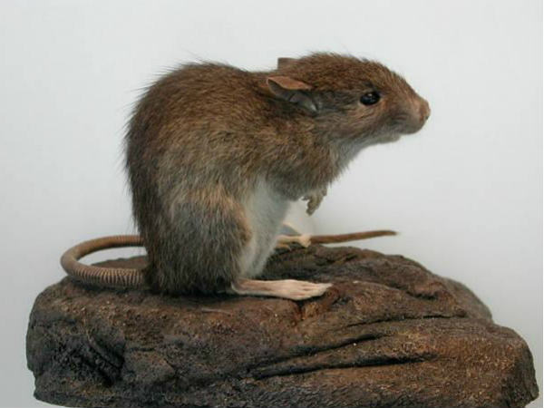rat rat