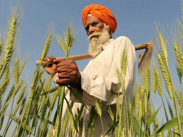 Wheat Wheat