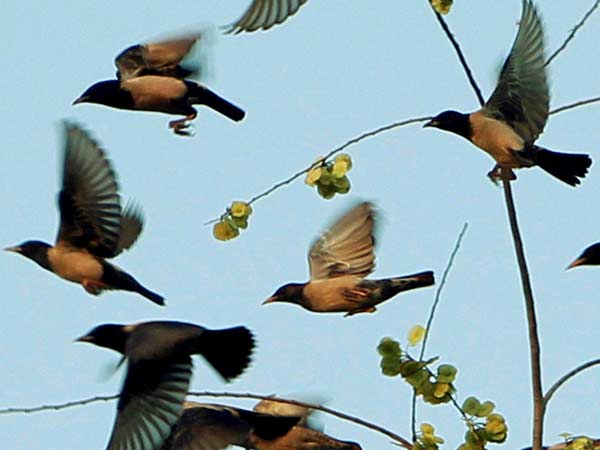 Three lakh migratory birds throng Kashmir Valley (Representative image) Three lakh migratory birds throng Kashmir Valley (Representative image)