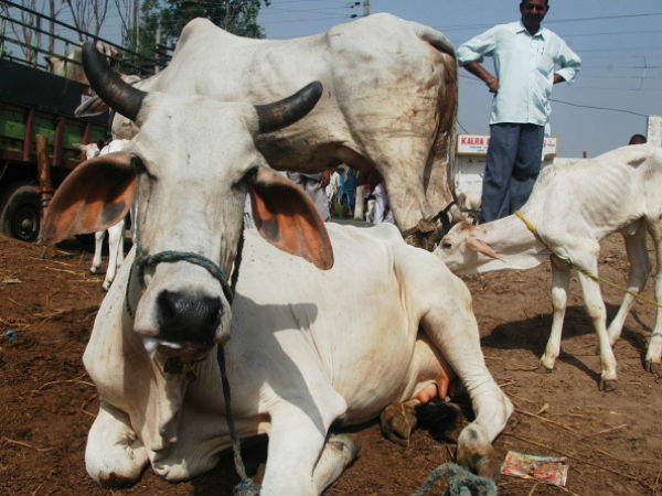 UP: Police plans to foil cow smuggling UP: Police plans to foil cow smuggling