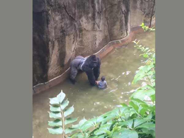 Gorilla zoo Gorilla zoo