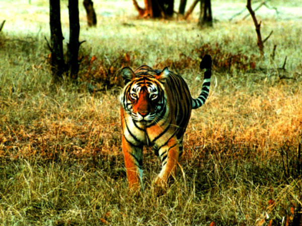 Thai tiger temple monk caught fleeing Thai tiger temple monk caught fleeing
