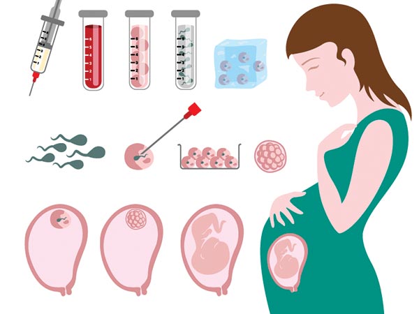 embryo embryo