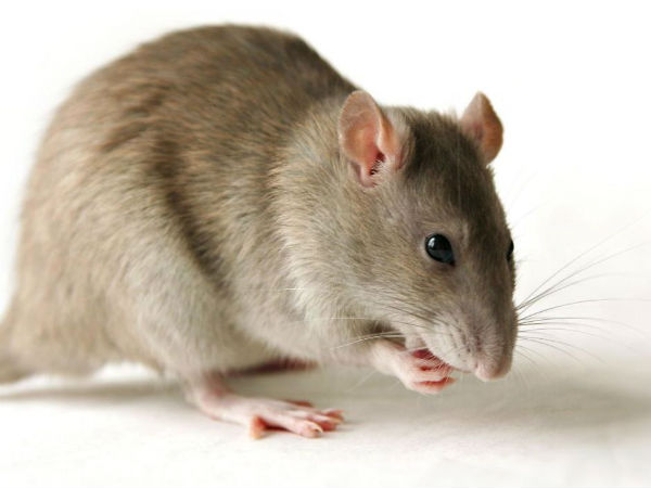 Rat menace: Rlys hire 'contract killer' Rat menace: Rlys hire 'contract killer'