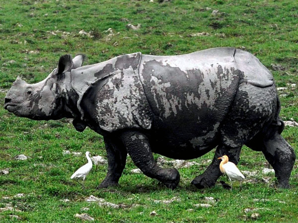 Govt can't stop rhino poaching alone Govt can't stop rhino poaching alone