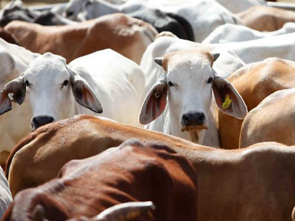 Cow Cow