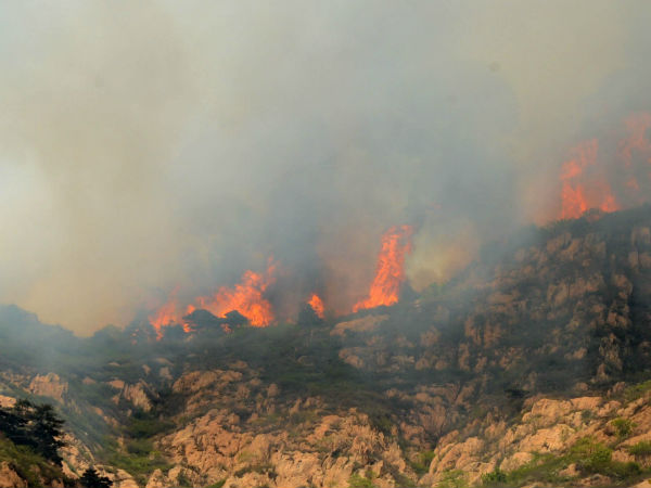 Fatwa issued against forest fires Fatwa issued against forest fires