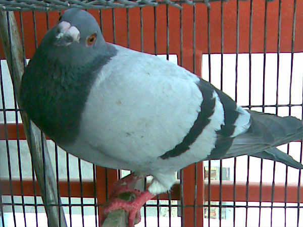 Pigeon with 'message' for PM Pigeon with 'message' for PM