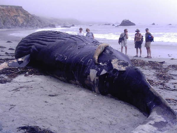14-feet whale found dead in Maha 14-feet whale found dead in Maha