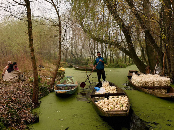 Farmers began business as usual in Kashmir