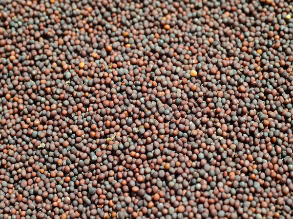 mustard mustard