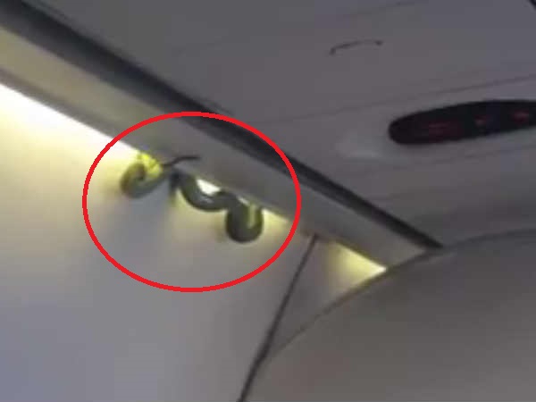 Snake on a plane Snake on a plane