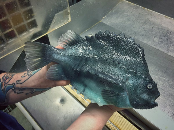 Unraveling the mystery of deep sea
