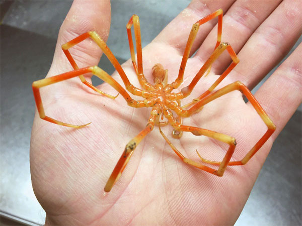 Giant orange deep sea spider