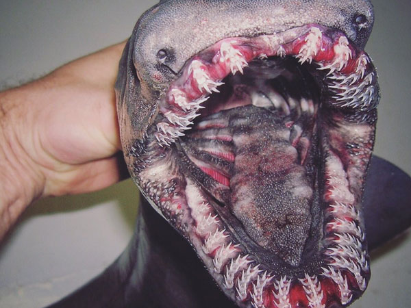 Jaws of death or jaws of deep sea?