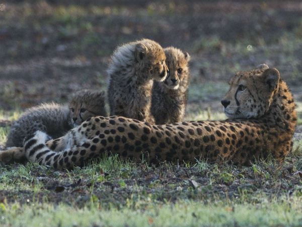 cheetah cheetah