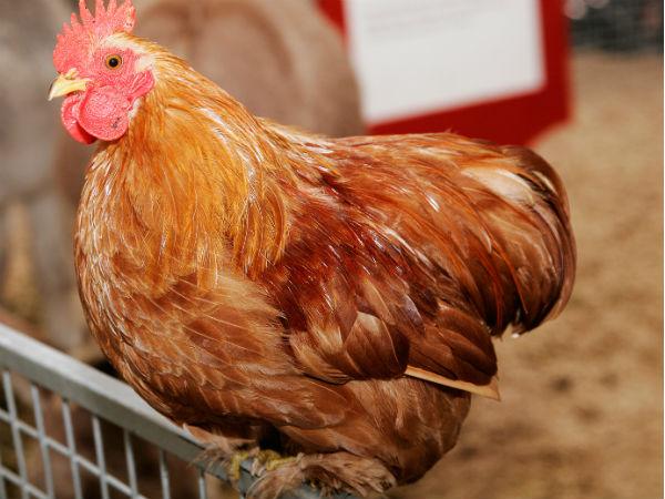 Avian flu: Japan culling 122,000 more birds Avian flu: Japan culling 122,000 more birds