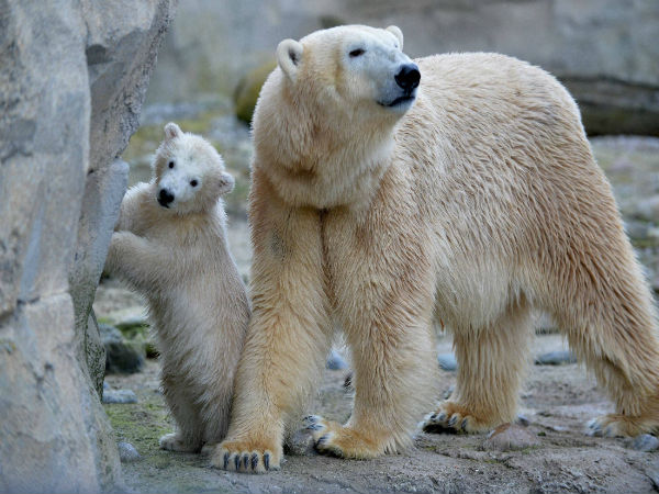 Threat to Polar Bears