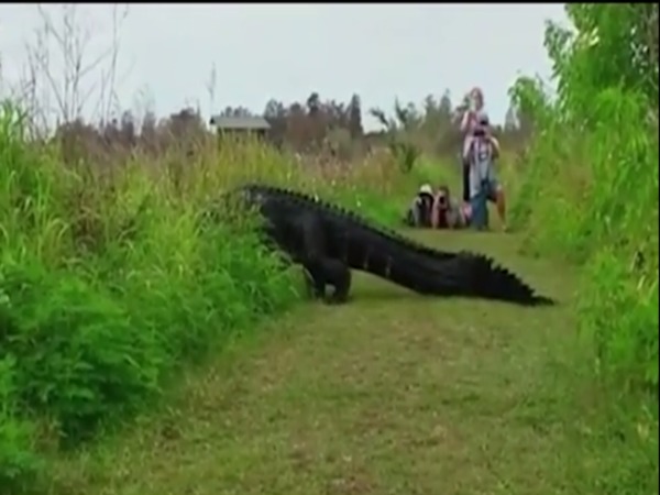 Alligator crosses path non-chalantly