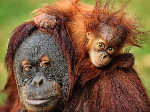 Memphis Zoo introduces Rowan