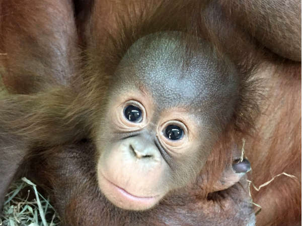 Lil baby orangutan competes to be the cutest