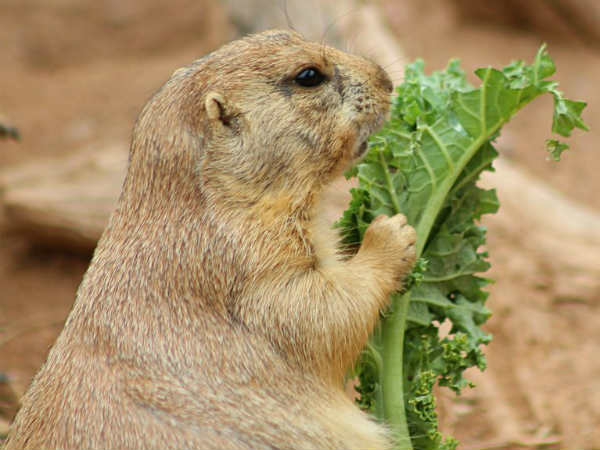 Will he win the #cuteanimaltweetoff?