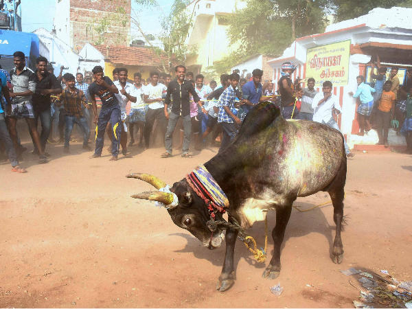 Tamil Nadu: Two dead, 28 injured in jallikattu Tamil Nadu: Two dead, 28 injured in jallikattu