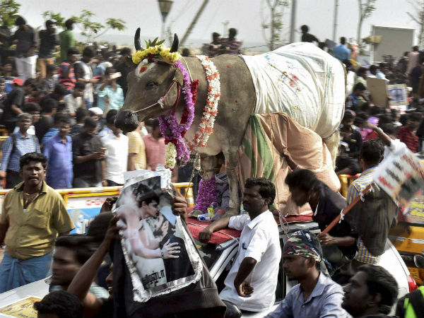 Jallikattu: Protestors mood is still combative Jallikattu: Protestors mood is still combative