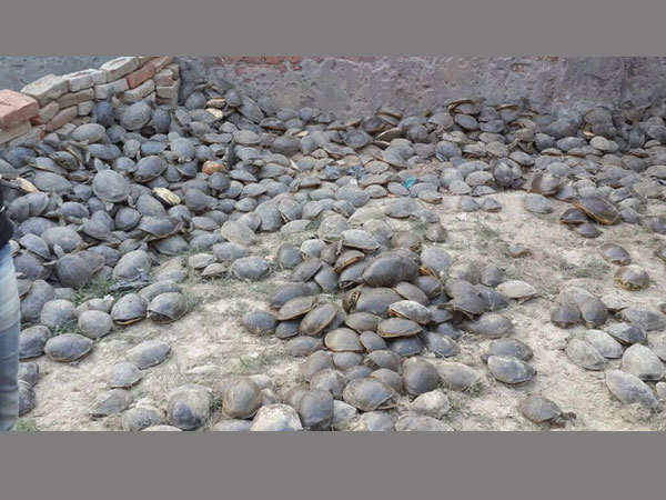 6,400 turtles rescued in UP 6,400 turtles rescued in UP