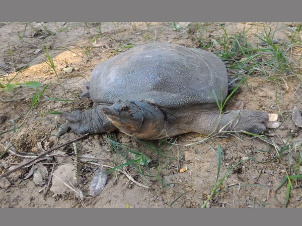 6,400 turtles rescued in UP 6,400 turtles rescued in UP