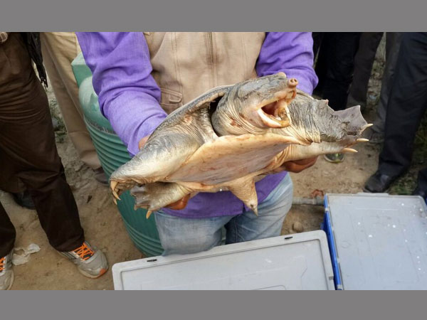 6,400 turtles rescued in UP 6,400 turtles rescued in UP