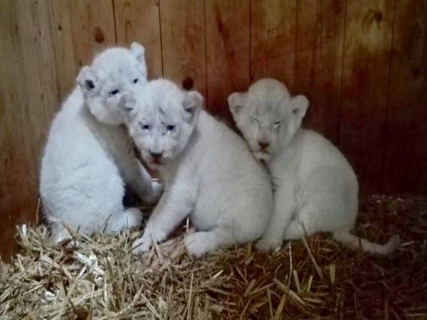 Welcome! Cute cubs